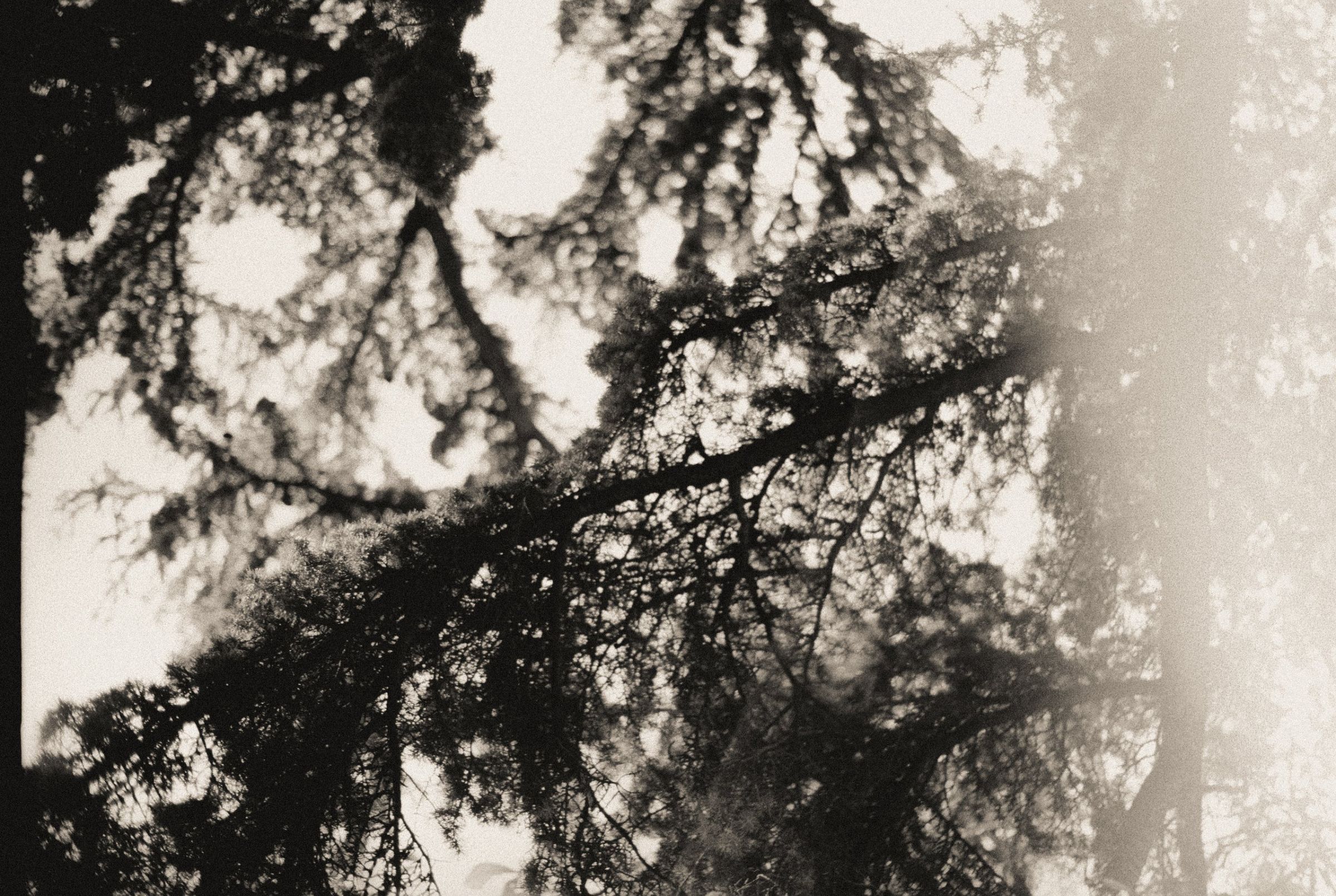 Ramas de un árbol a contraluz, fotografía en blanco y negro